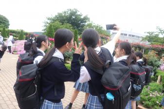 満開のバラと写真を撮影